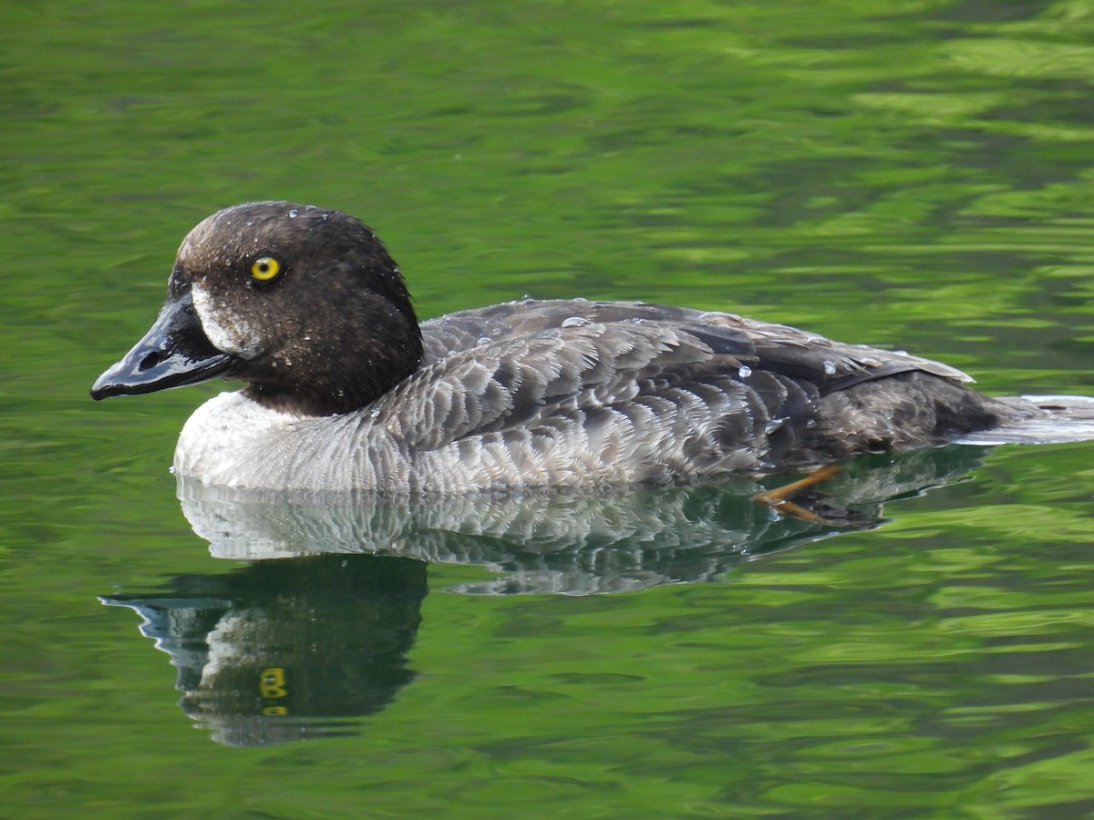 Barrow's Goldeneye - Uday Sant