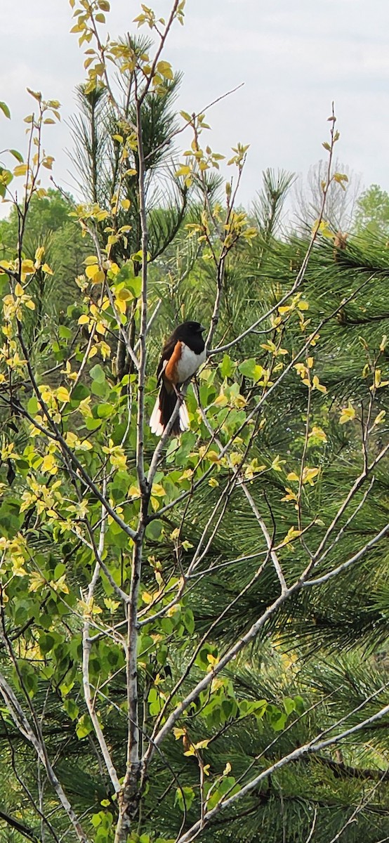 Eastern Towhee - ML580000981