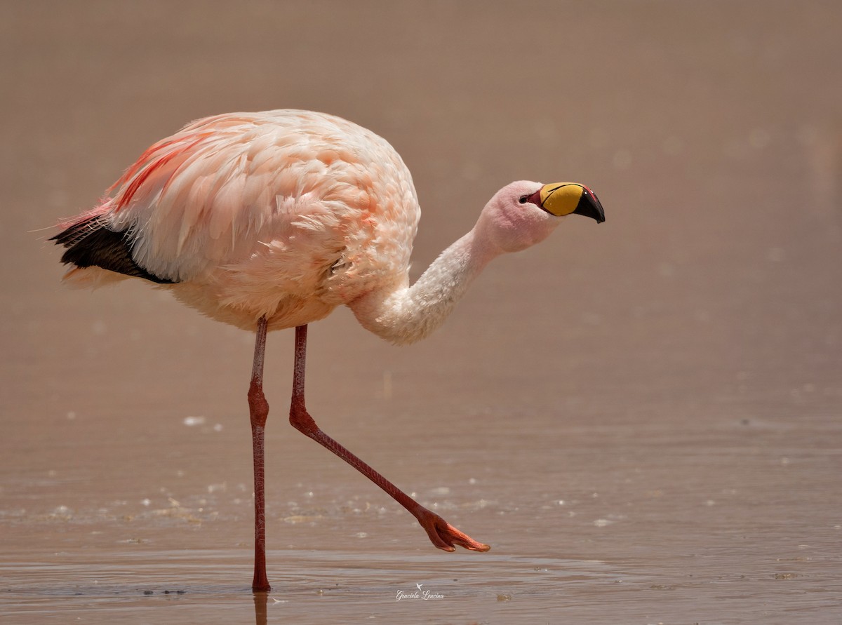 James's Flamingo - ML580001191