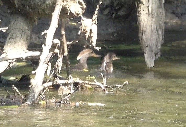 オウギアイサ - ML580001421