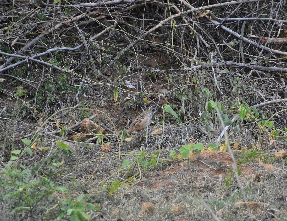 Jungle Bush-Quail - Anand Birdlife