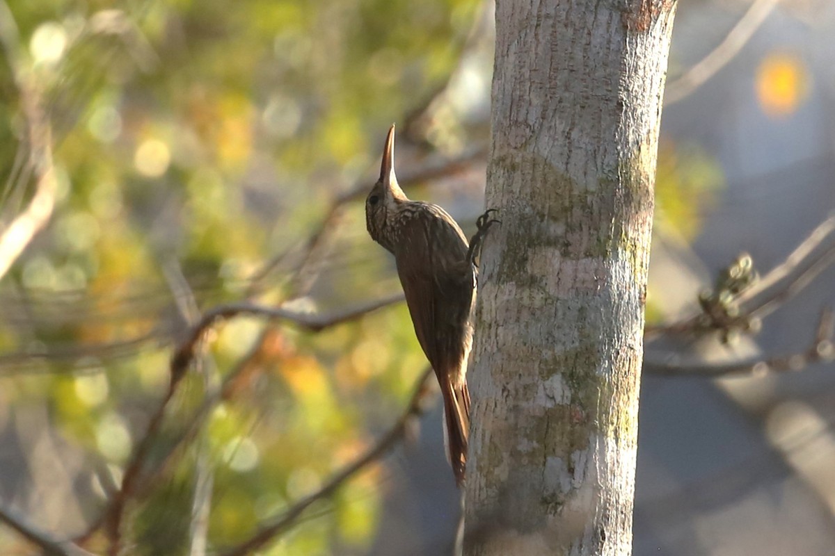 Ivory-billed Woodcreeper - ML580002101