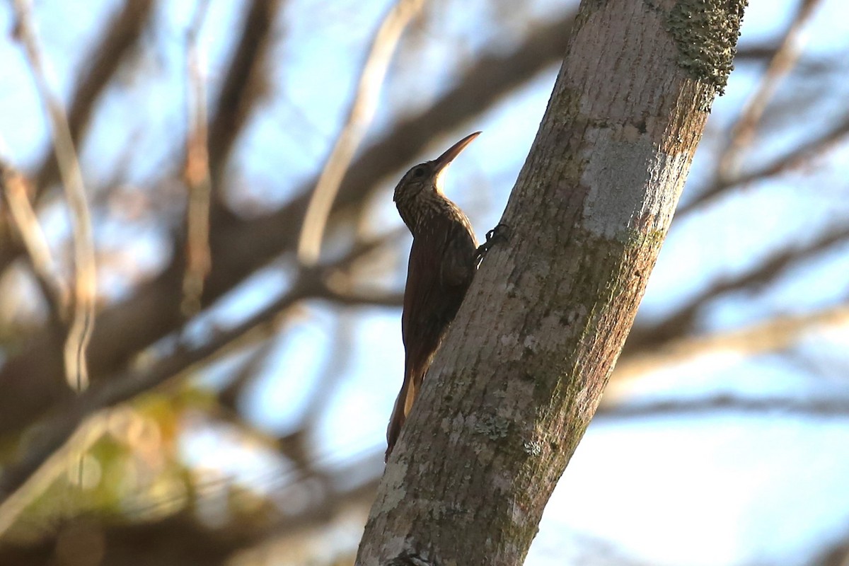 Ivory-billed Woodcreeper - ML580002141