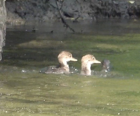 オウギアイサ - ML580002681