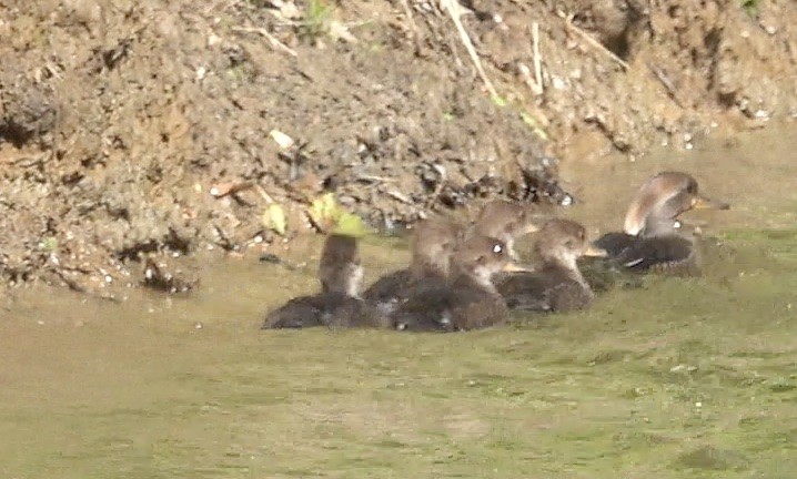 オウギアイサ - ML580002691