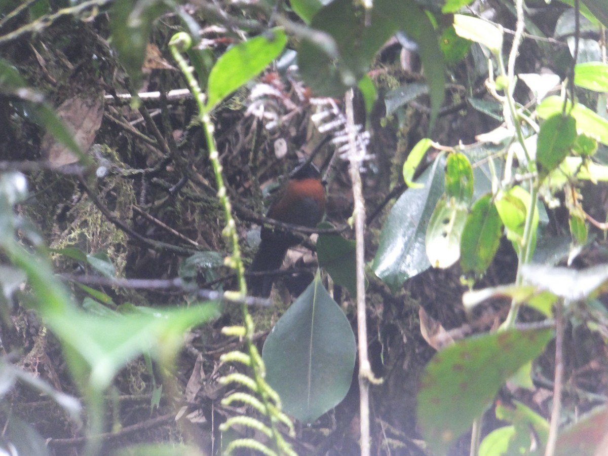 Tanager Finch - ML580002781