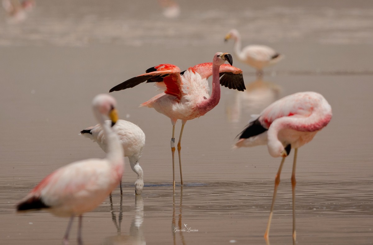 Andean Flamingo - ML580003531