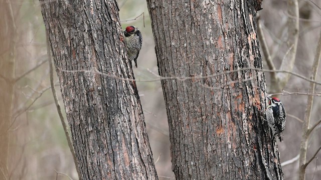 Yellow-bellied Sapsucker - ML580004191