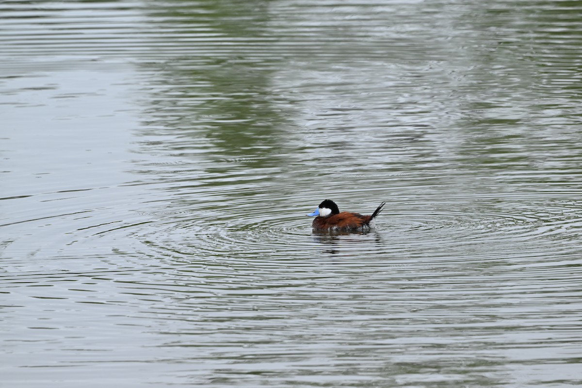 Ruddy Duck - ML580006941