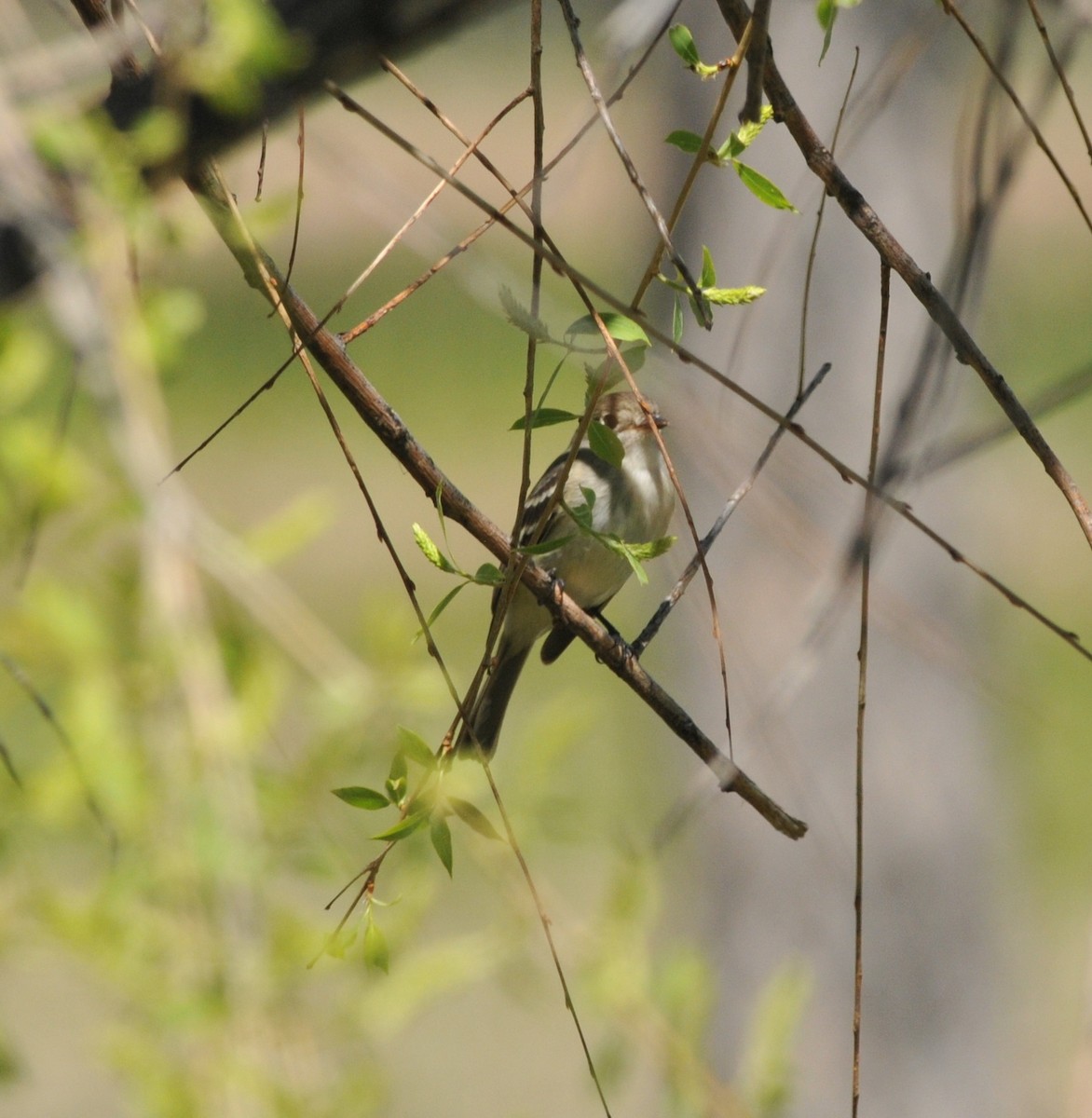 Least Flycatcher - ML58000841