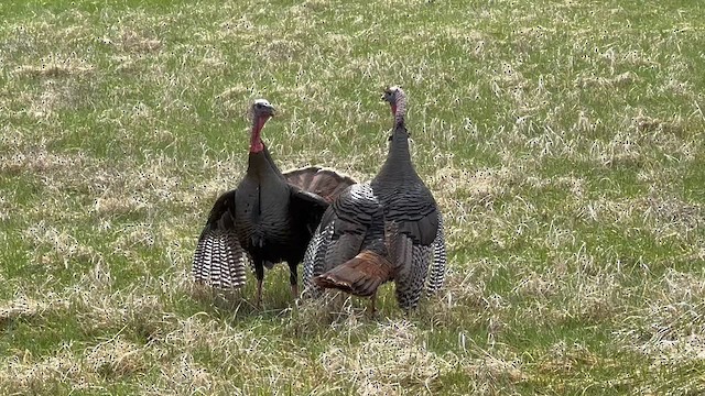 Wild Turkey - ML580008711