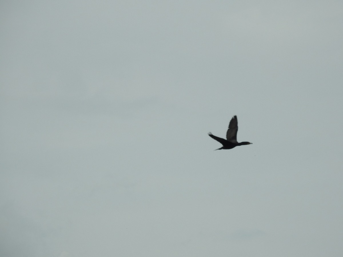 Double-crested Cormorant - ML580009201