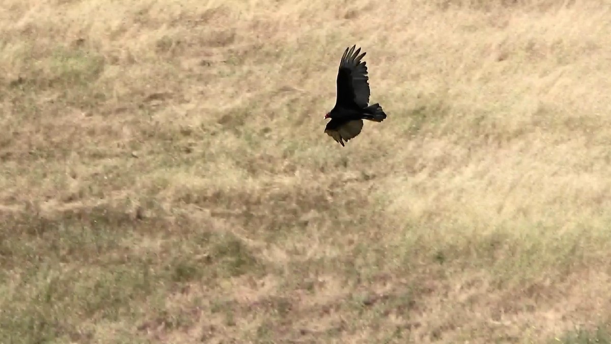 Turkey Vulture - ML580009341