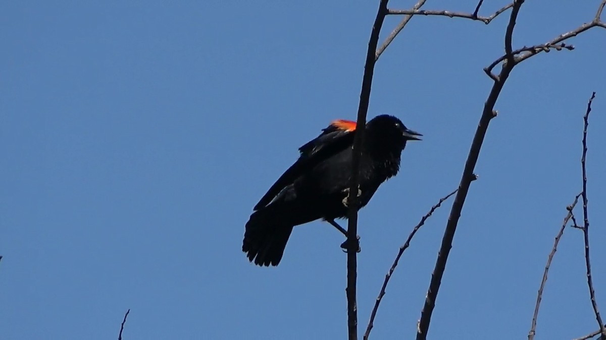 Red-winged Blackbird - ML580009661