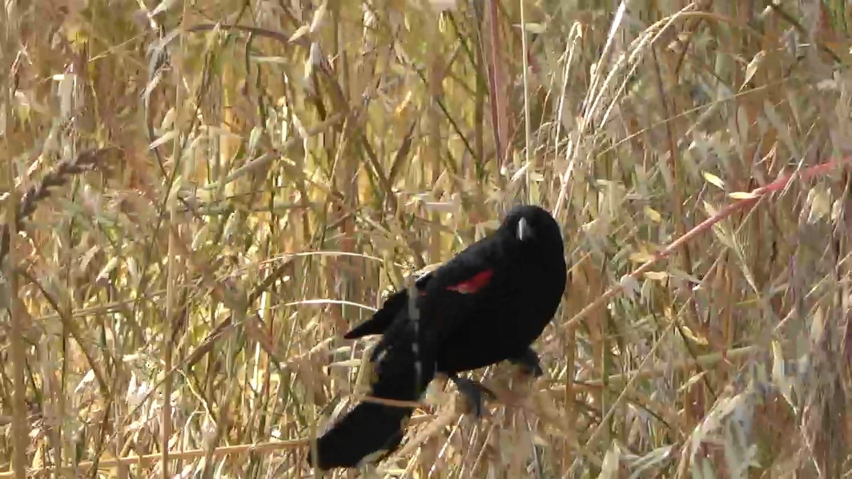 Red-winged Blackbird - ML580009671