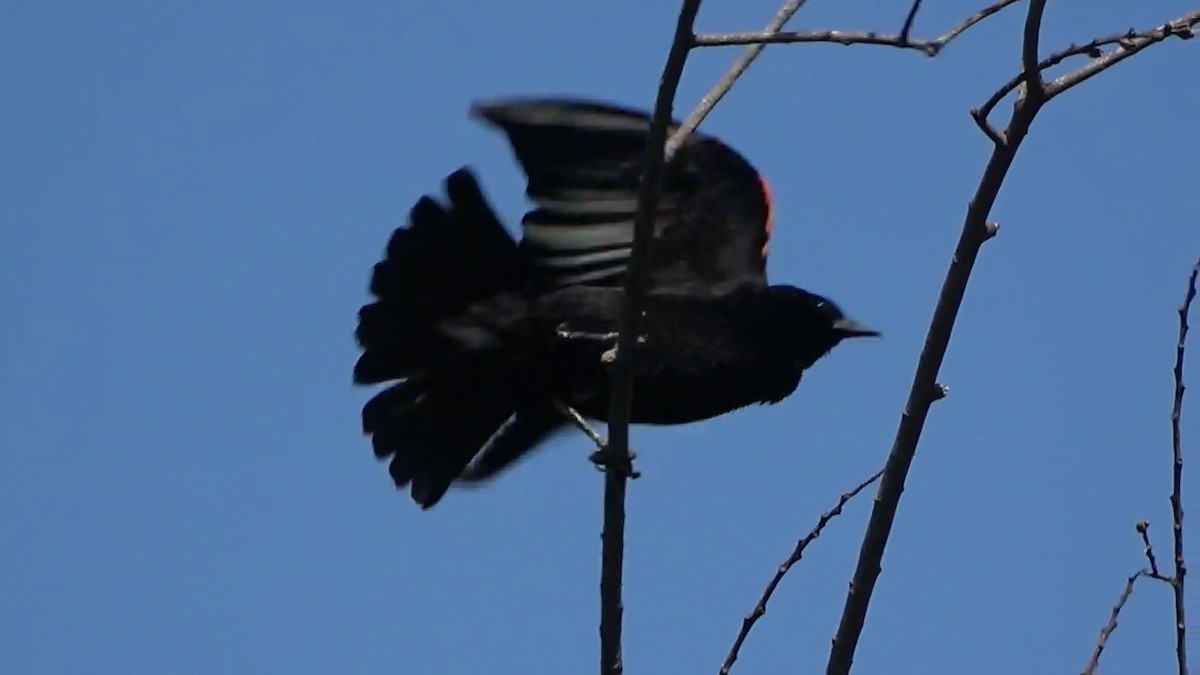 Red-winged Blackbird - ML580009681