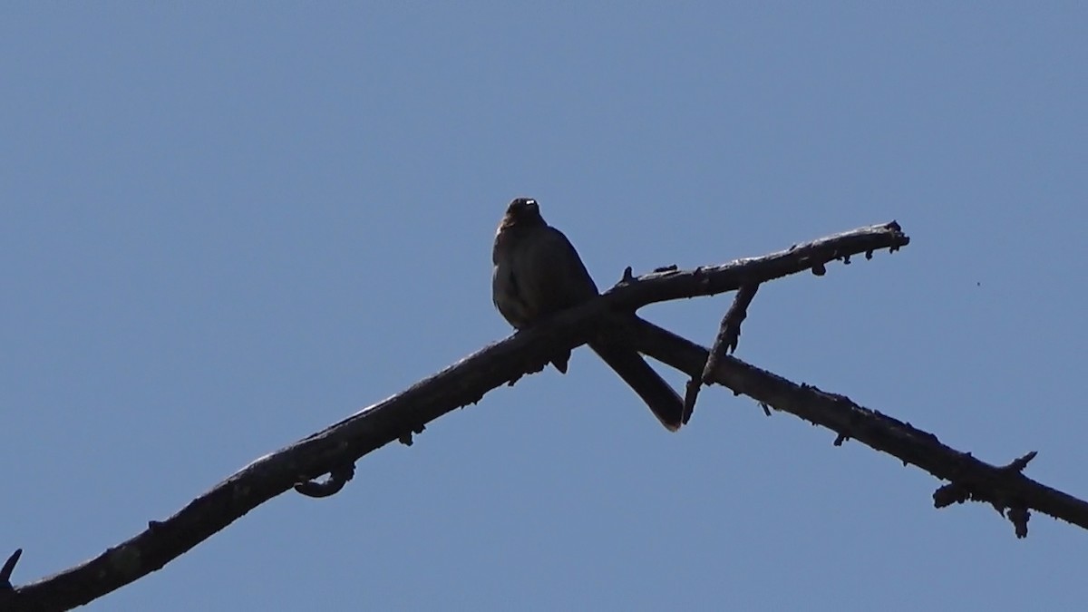 California Towhee - ML580009791