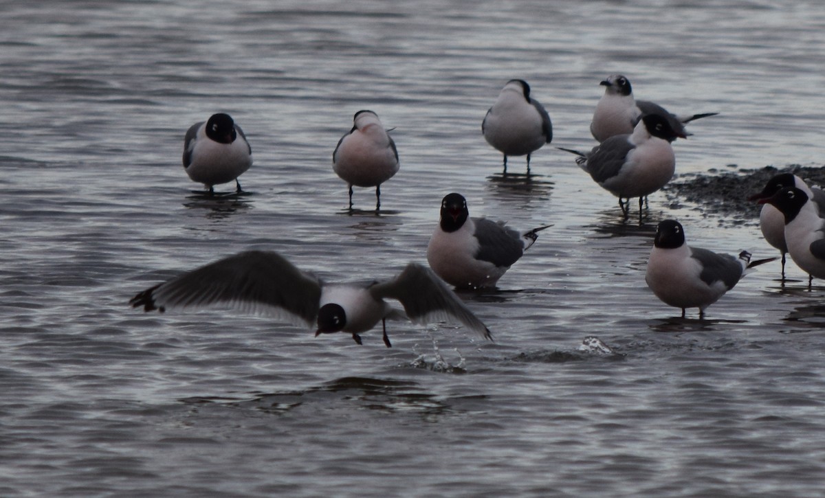 Franklin's Gull - ML58001041