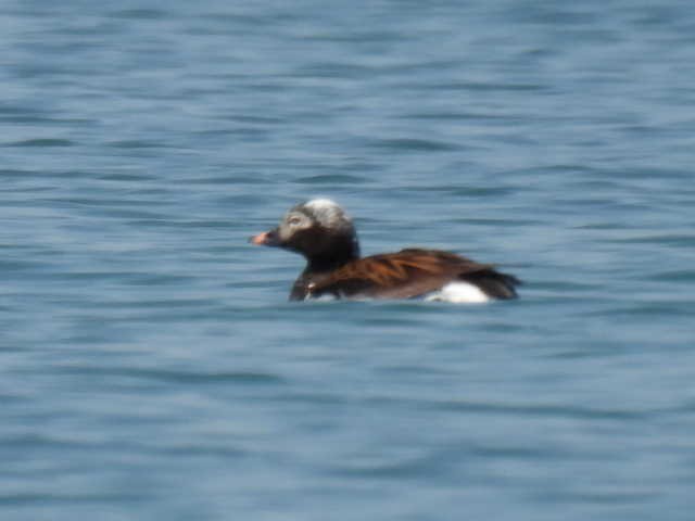 Long-tailed Duck - Joe McGill