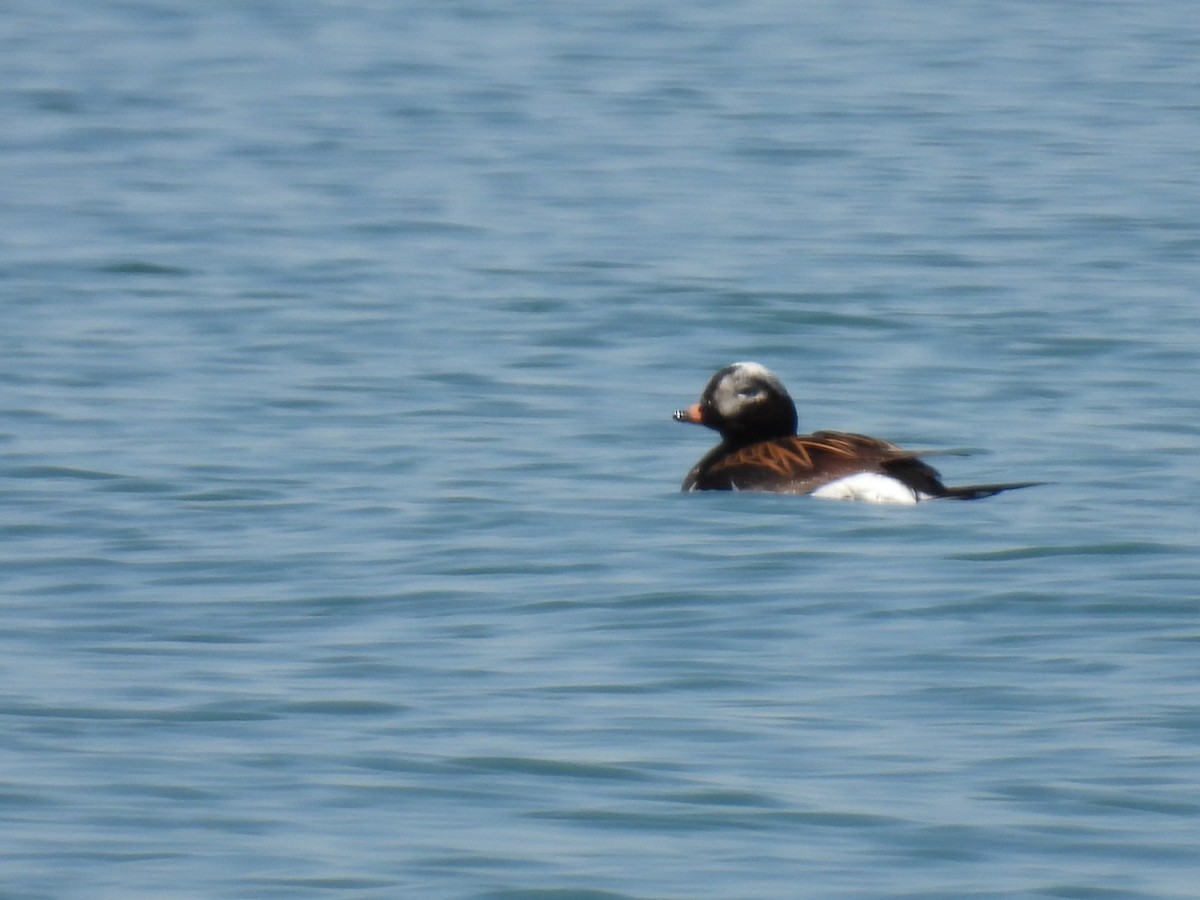 Long-tailed Duck - Joe McGill