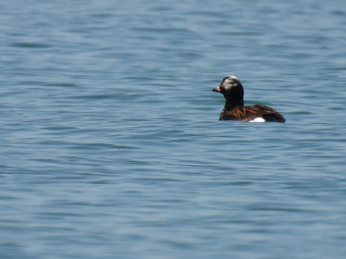 Long-tailed Duck - Joe McGill