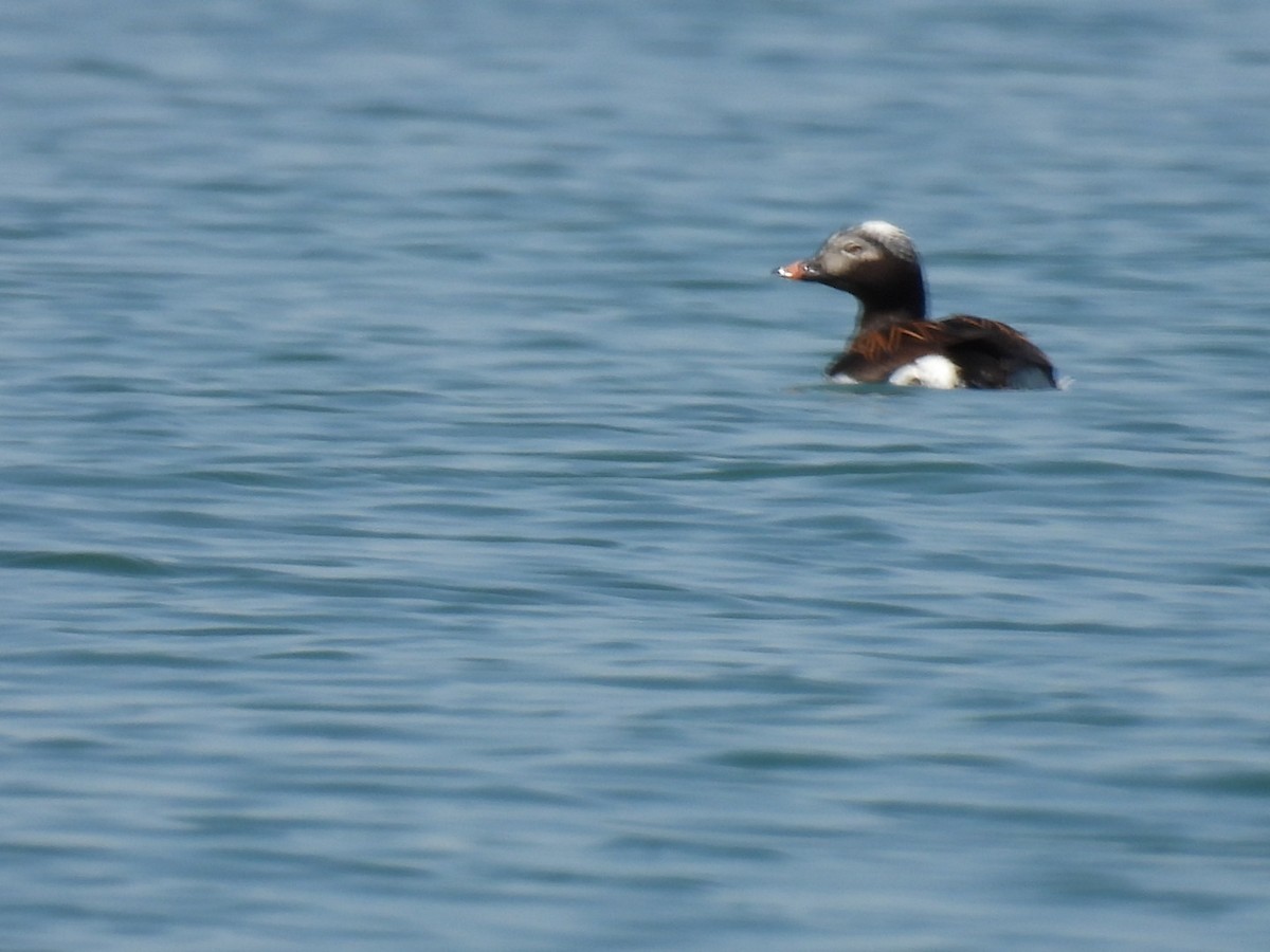 Long-tailed Duck - Joe McGill