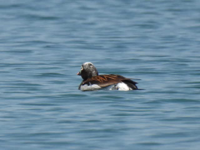 Long-tailed Duck - Joe McGill