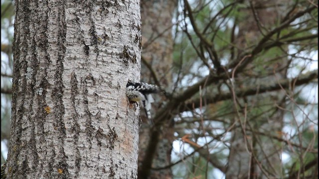 Yellow-bellied Sapsucker - ML580011661