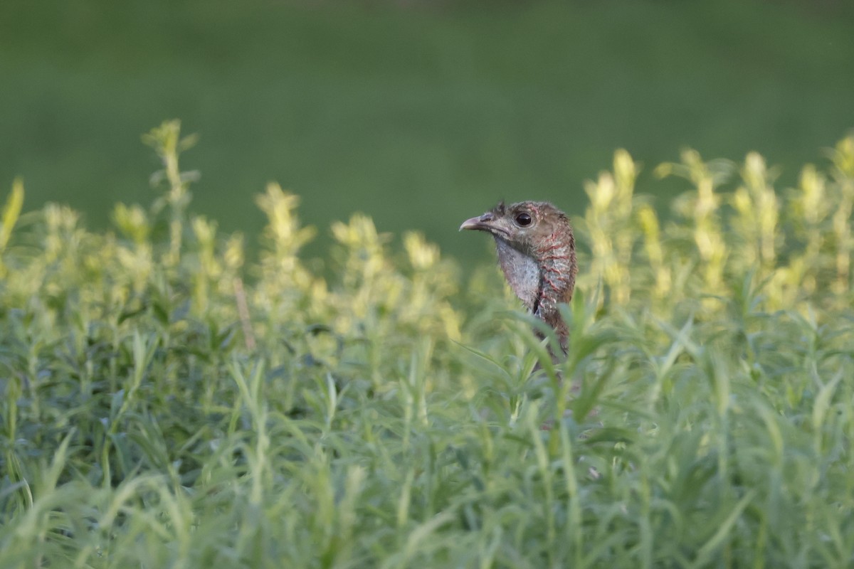 Wild Turkey - ML580012041