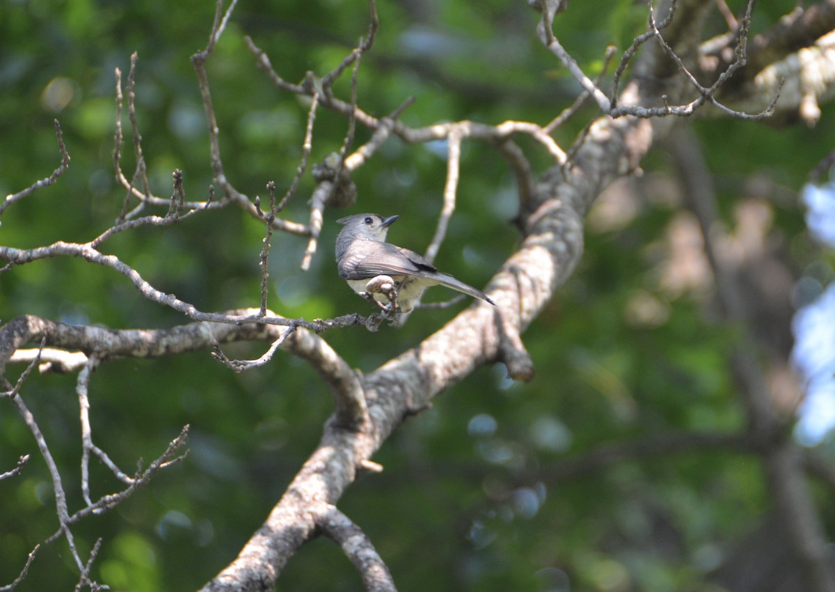 Tufted Titmouse - ML580012281