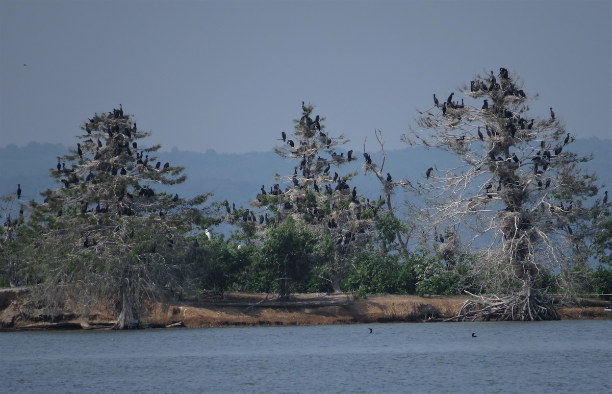 Cormoran à aigrettes - ML580012551