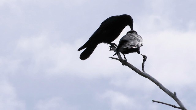 American Crow - ML580014661