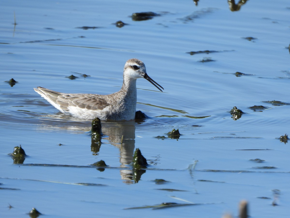 hvithalesvømmesnipe - ML580016051