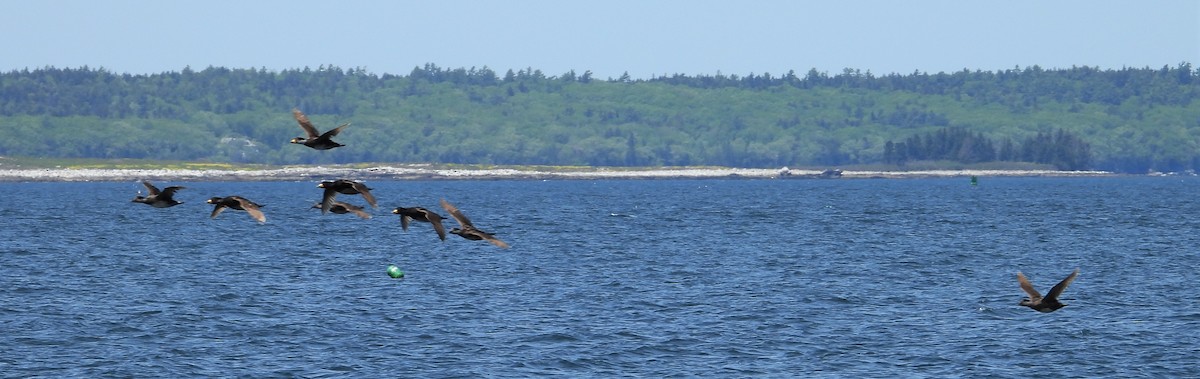 Black Scoter - ML580016201