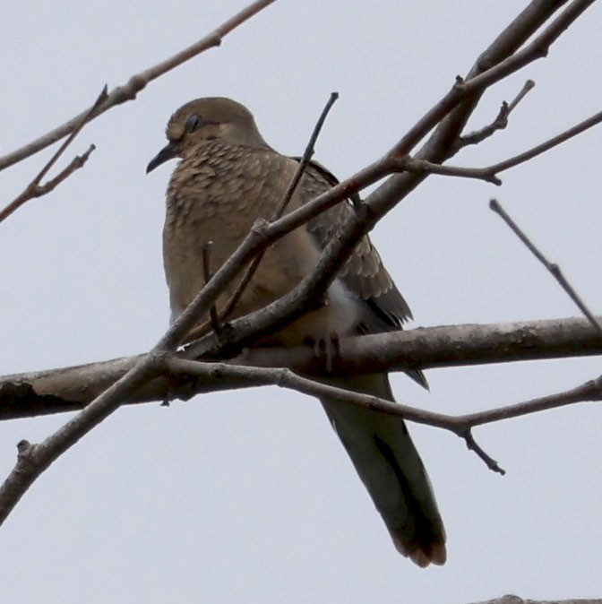 Mourning Dove - ML580016421