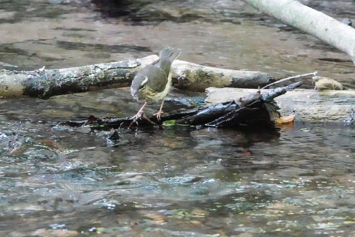 Louisiana Waterthrush - ML580017081