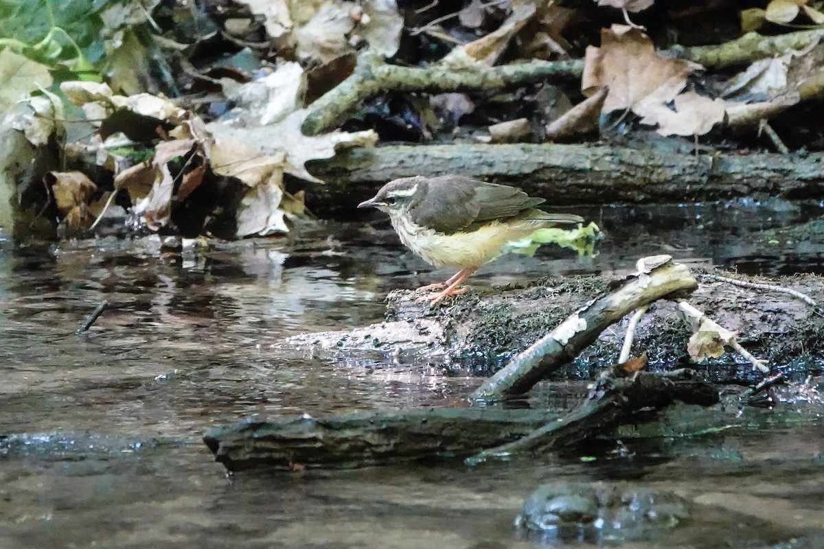 Louisiana Waterthrush - ML580017141