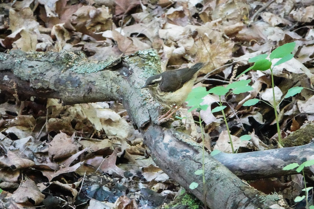 Louisiana Waterthrush - ML580017171