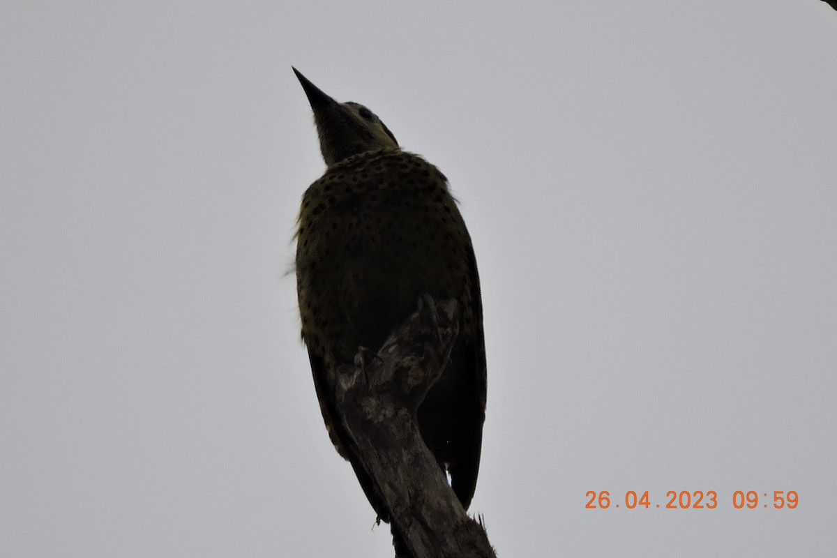 Green-barred Woodpecker - ML580017281