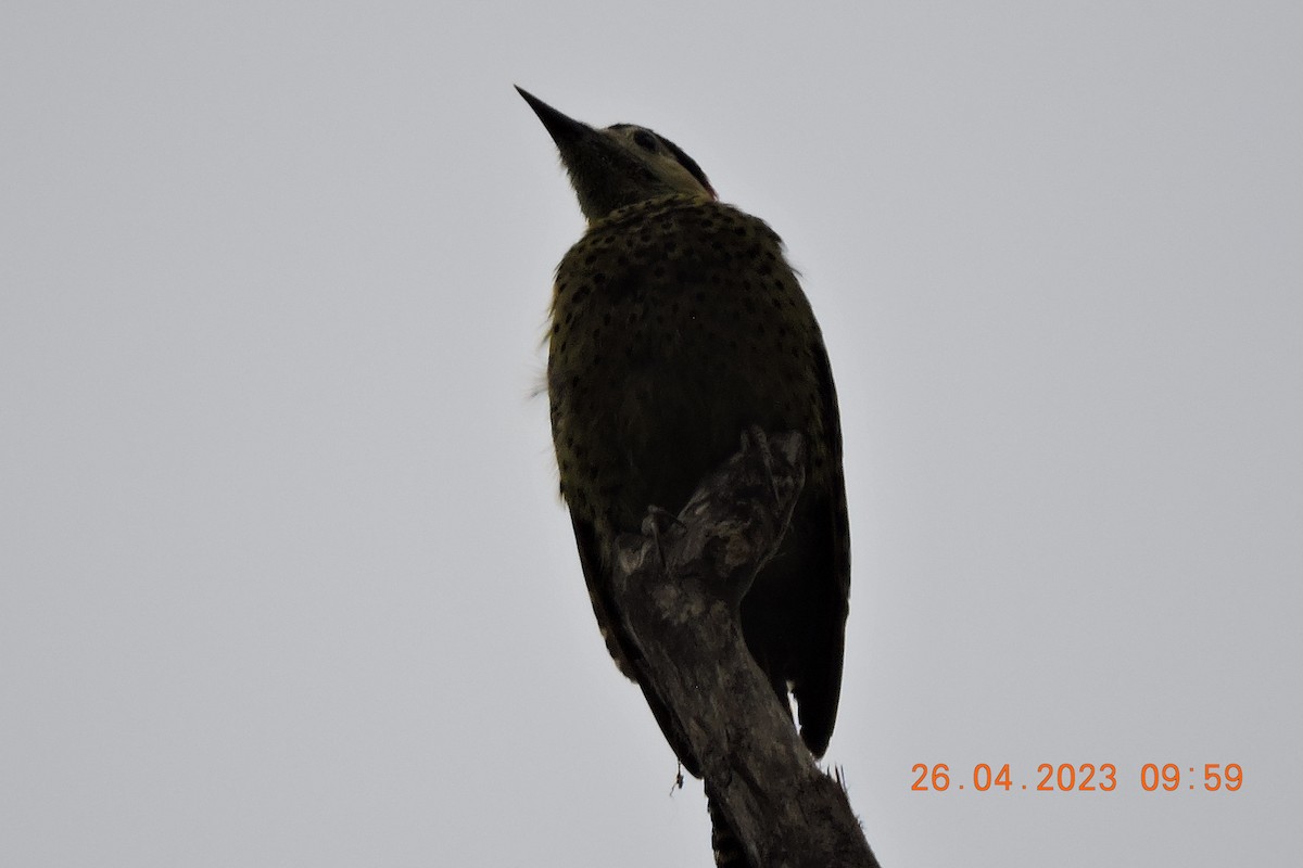 Green-barred Woodpecker - ML580017291