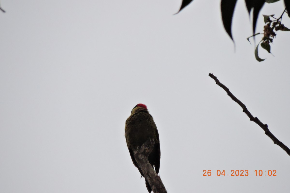 Green-barred Woodpecker - ML580017361