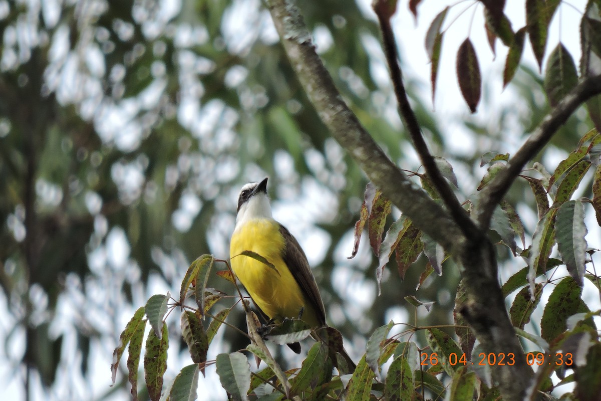 Great Kiskadee - ML580017731