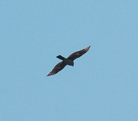 Sharp-shinned Hawk - ML580017871