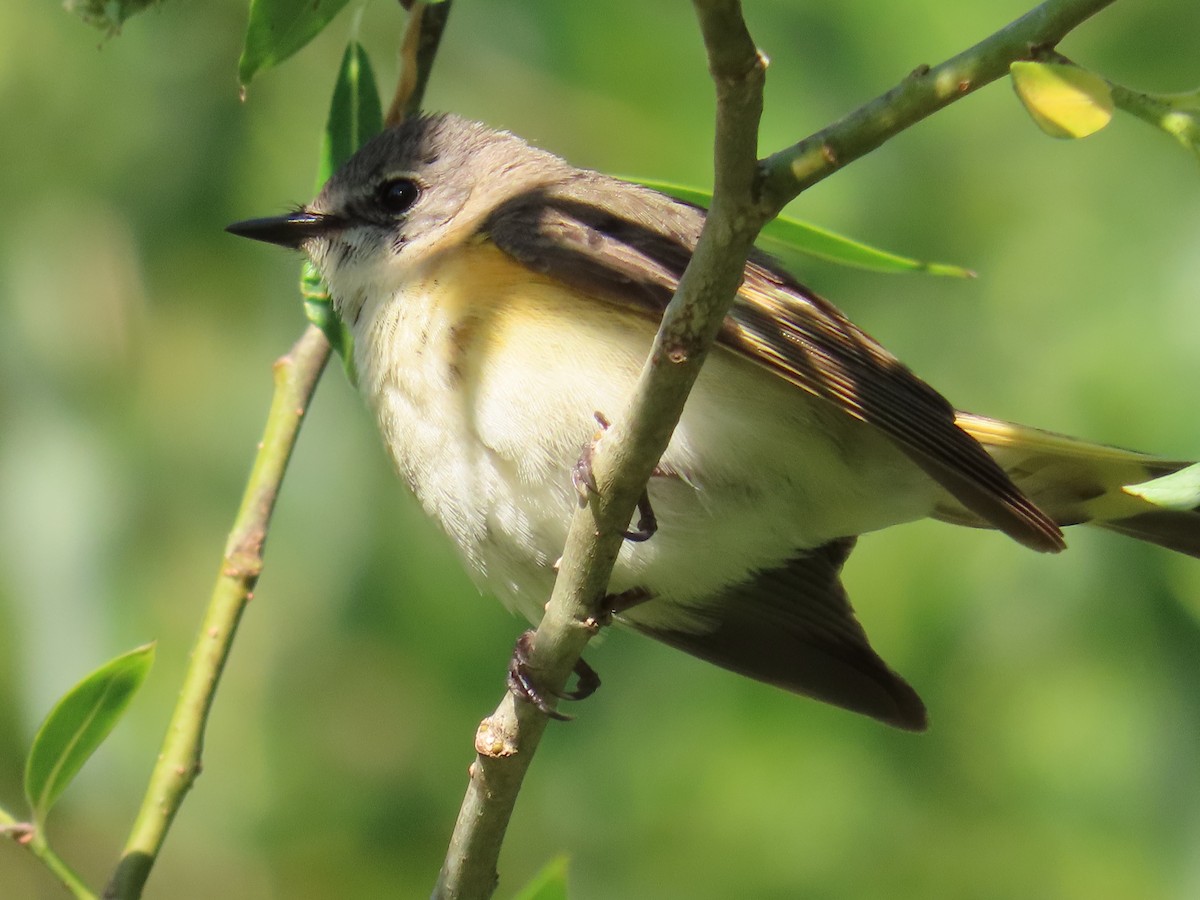 American Redstart - ML580018041