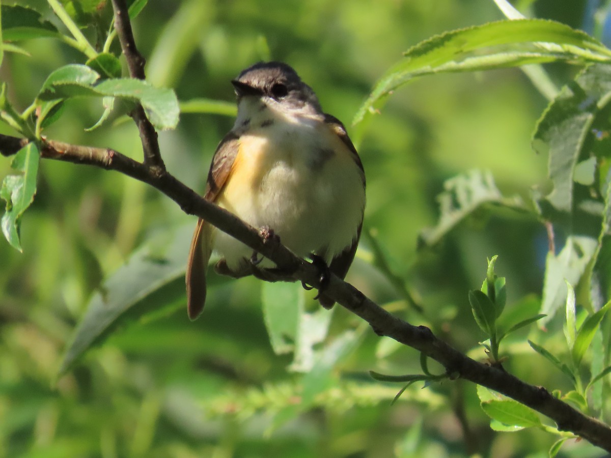 American Redstart - ML580018051