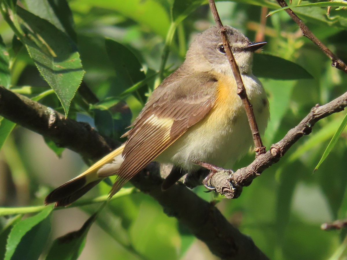 American Redstart - ML580018071