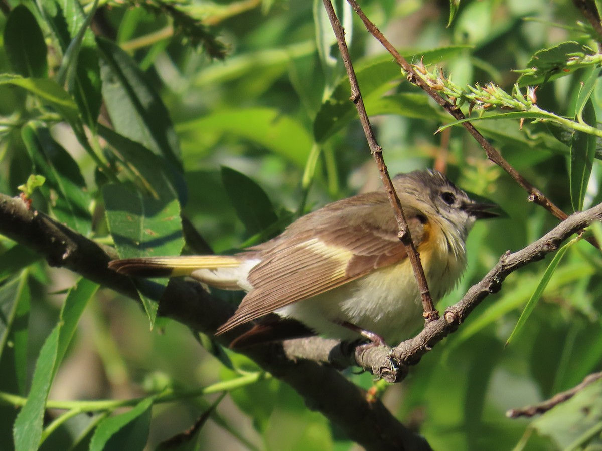 American Redstart - ML580018081