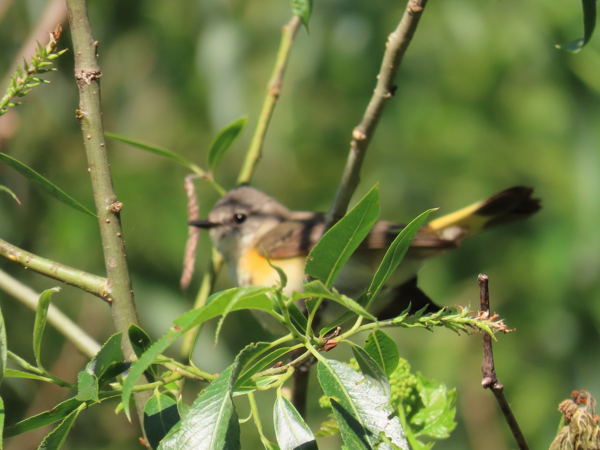 American Redstart - ML580018111