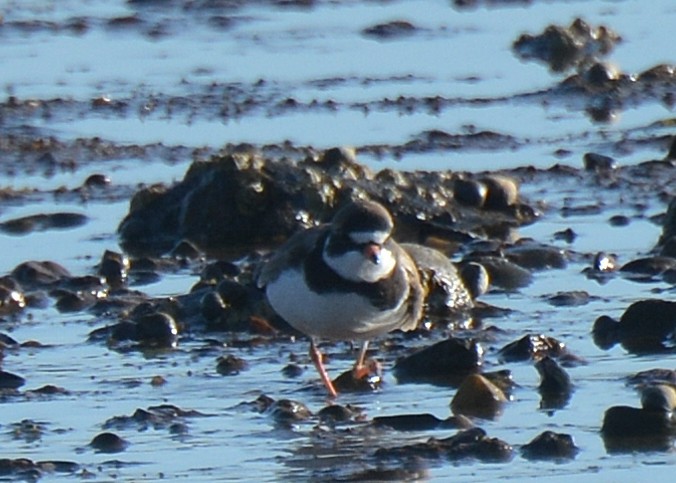Semipalmated Plover - ML58001871