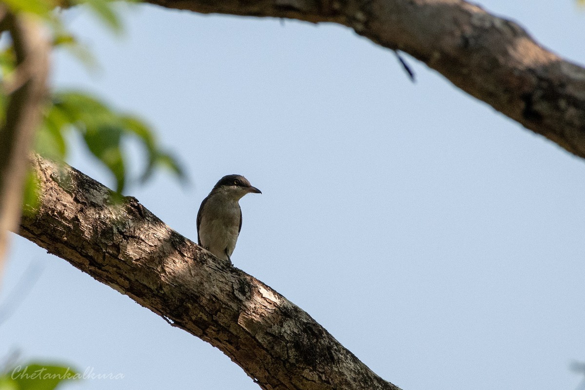 Malabar Woodshrike - ML580019021